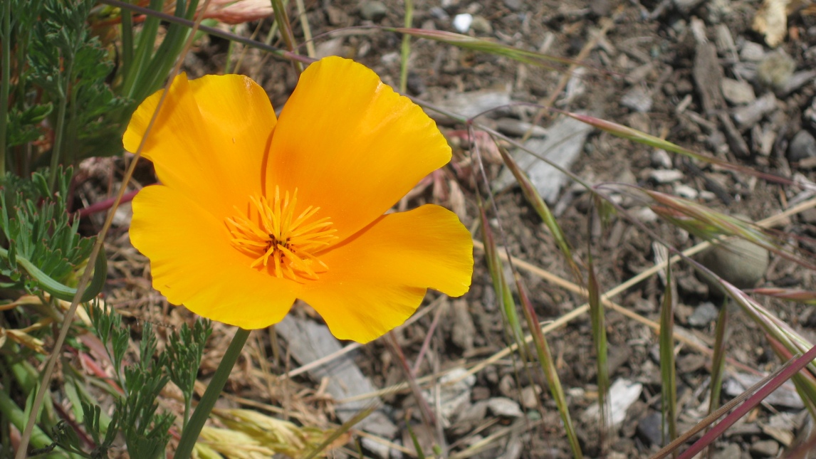 Wild Flowers in Northern California